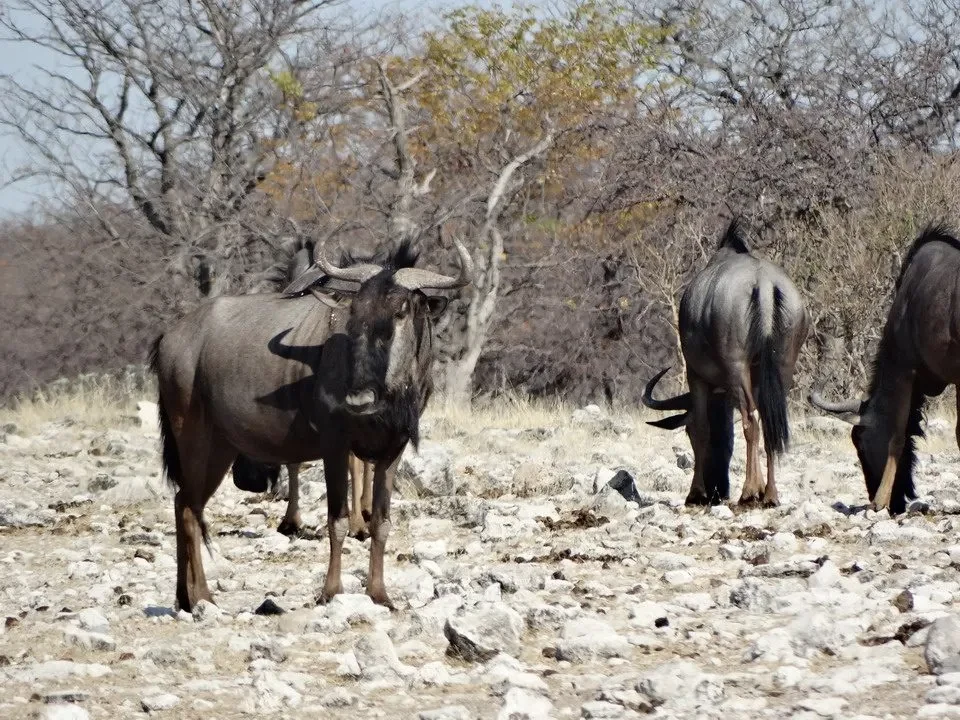 Elefanti si trovano su un terreno arido e roccioso della savana africana.