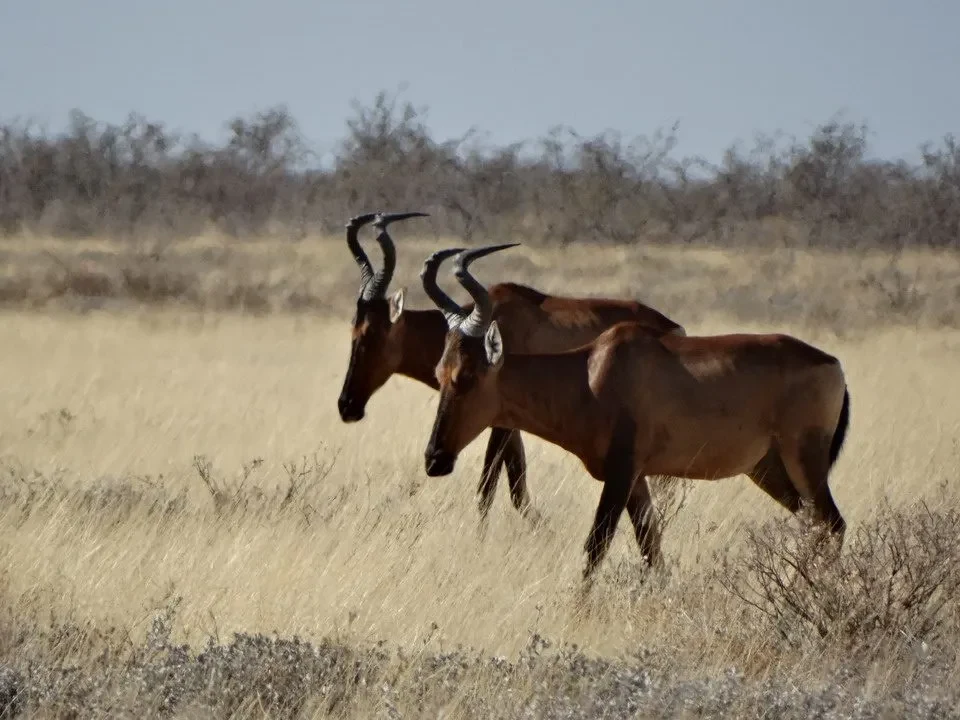 Cervi con corna in una savana secca.