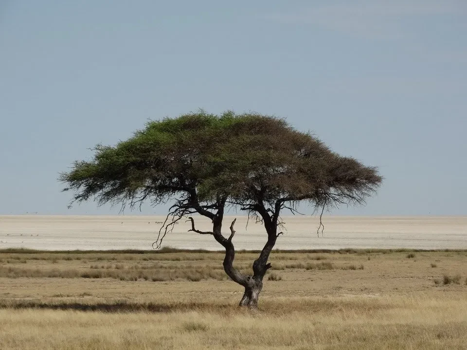 Albero solitario in una savana secca sotto un cielo chiaro.