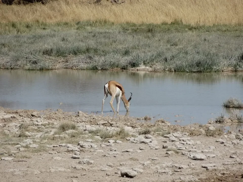 Etosha II