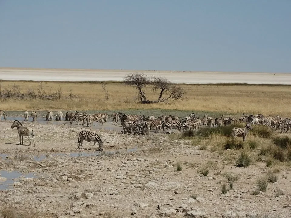 Una mandria di zebre attraversa una savana secca con alberi sparsi.