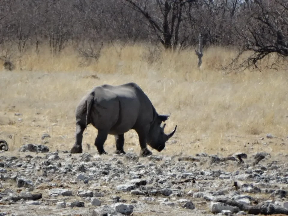 Un rinoceronte cammina attraverso una savana secca e erbosa.