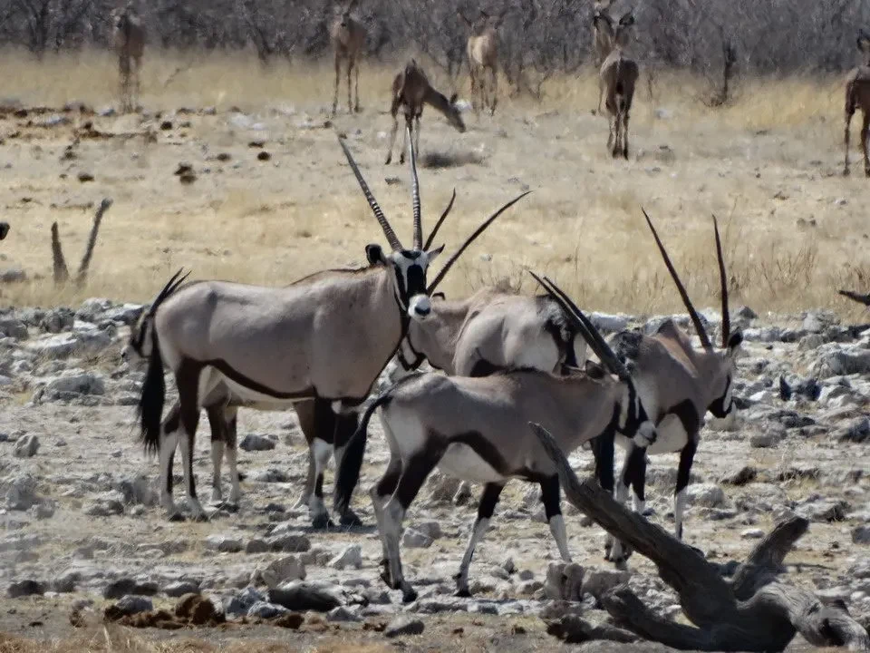 Gnu e altri animali selvatici si muovono nel paesaggio africano.