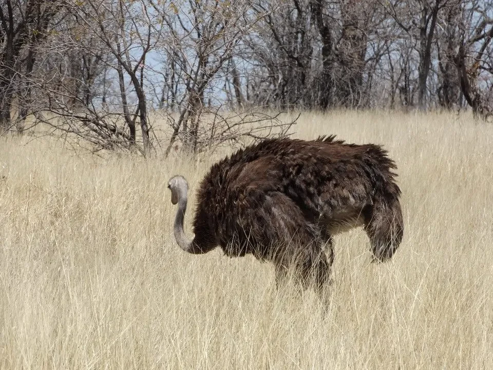 Un elefante africano si muove attraverso una savana secca.