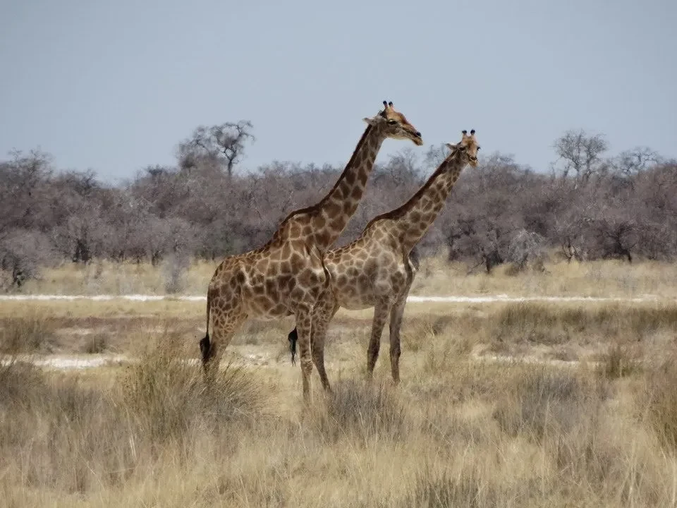 Due giraffe si trovano in una savana secca e erbosa.