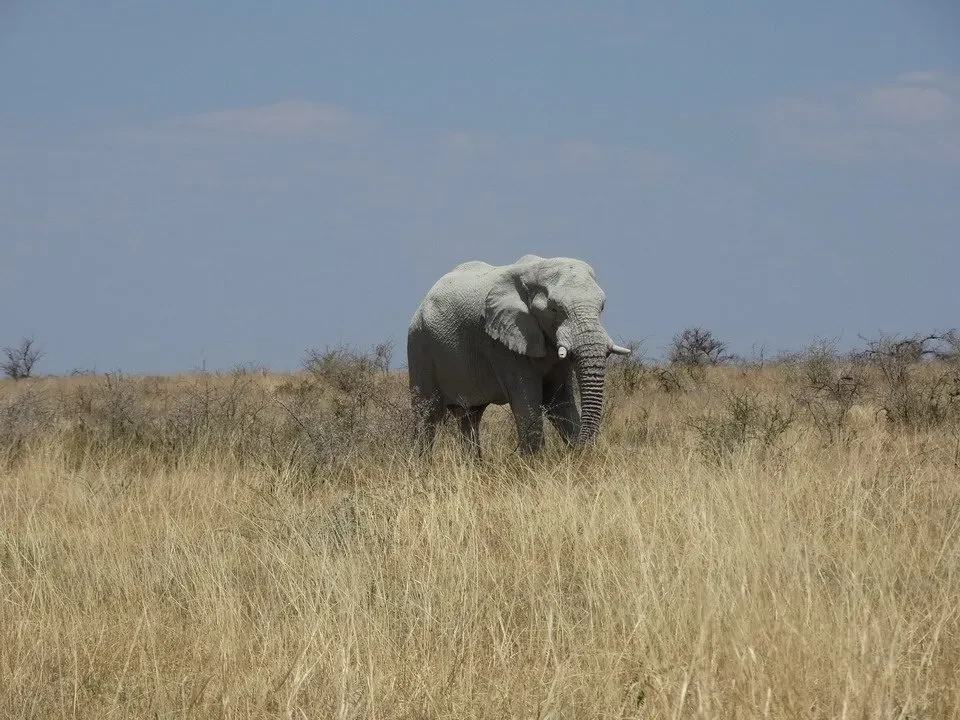 Un elefante cammina attraverso una vasta distesa di erba secca nella savana africana.