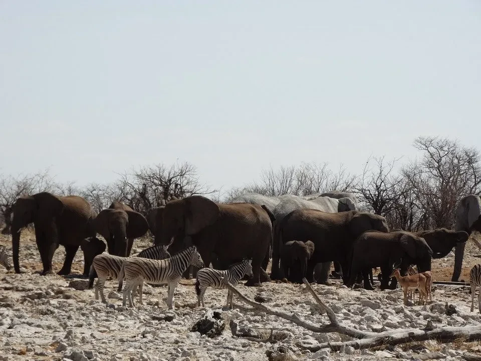 Elefanti e zebre si trovano su un terreno arido in una savana africana.