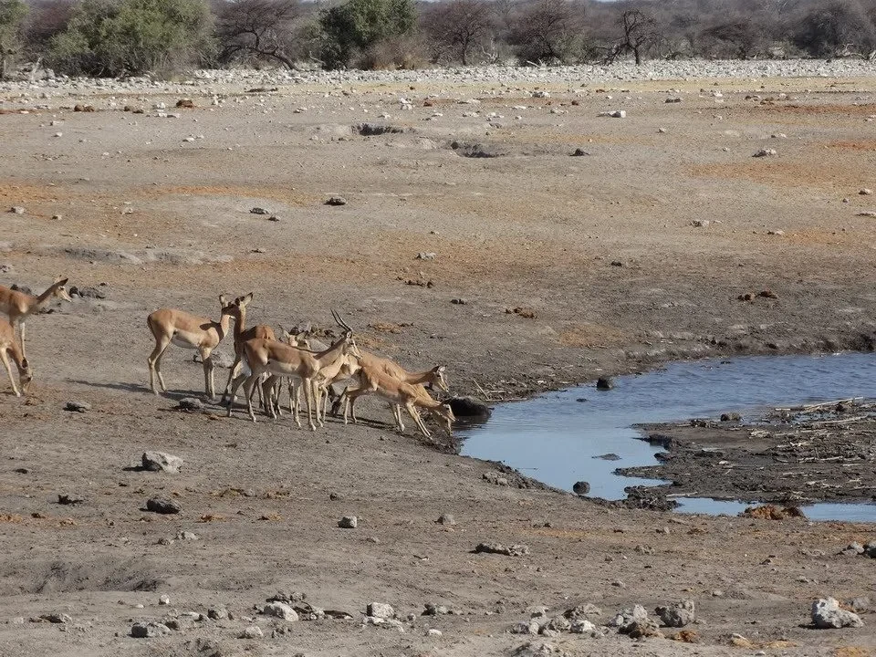 Impala si beve vicino a un ruscello nel paesaggio africano.