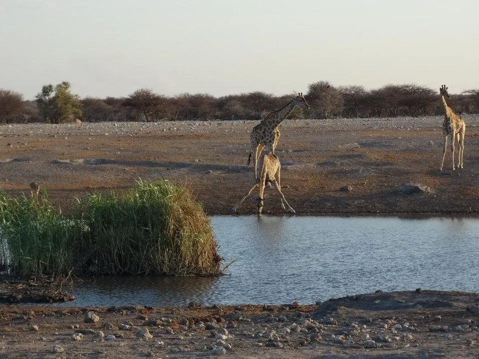 Giraffe in una pianura secca con acqua nel paesaggio della savana.