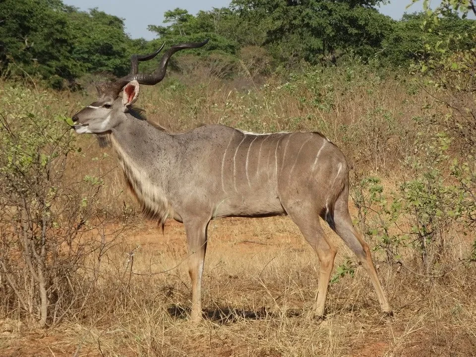 Un kudu si nutre in un ambiente secco della savana.