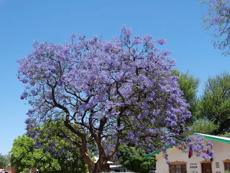 Un grande albero fiorito domina il paesaggio sotto un cielo azzurro.