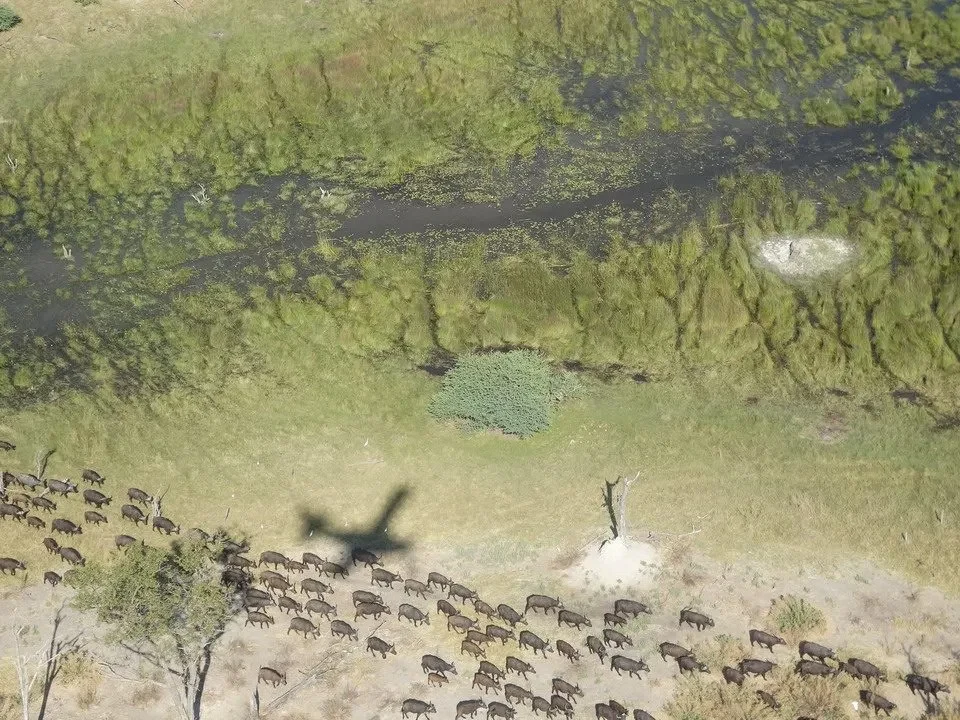 Una veduta aerea di un fiume con animali selvatici in una savana in Namibia, Botswana e Zimbabwe.