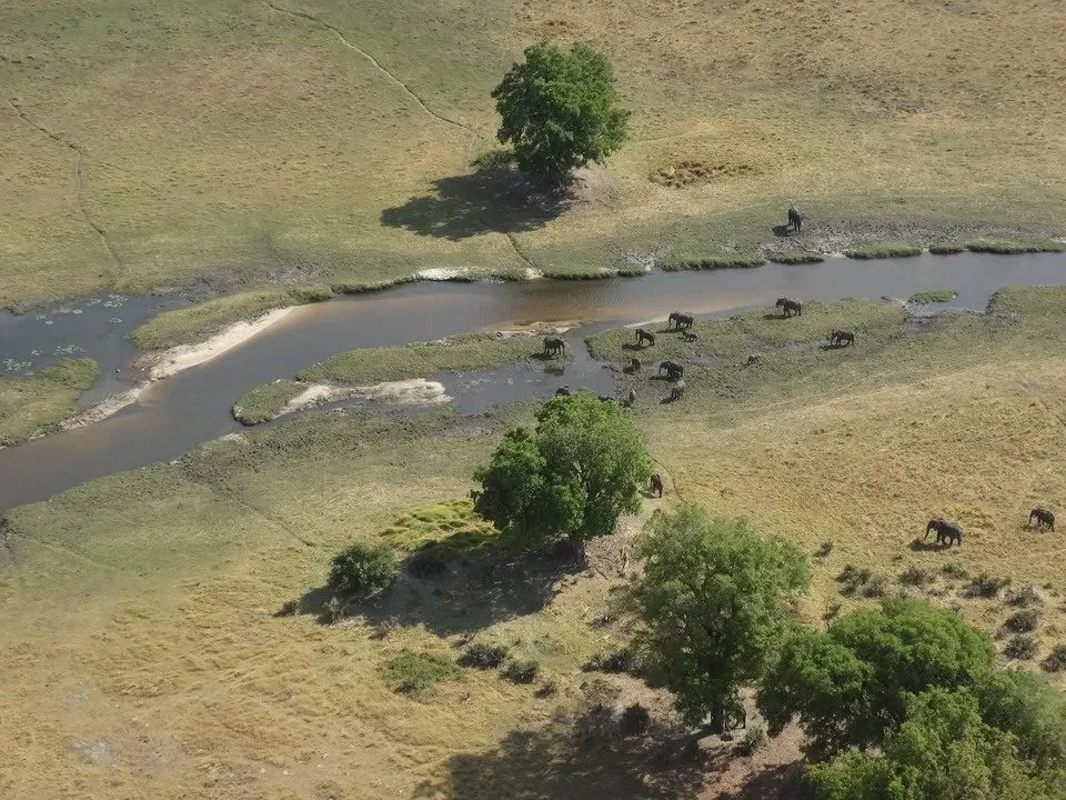 Un fiume scorre attraverso una savana con alberi e animali al margine.