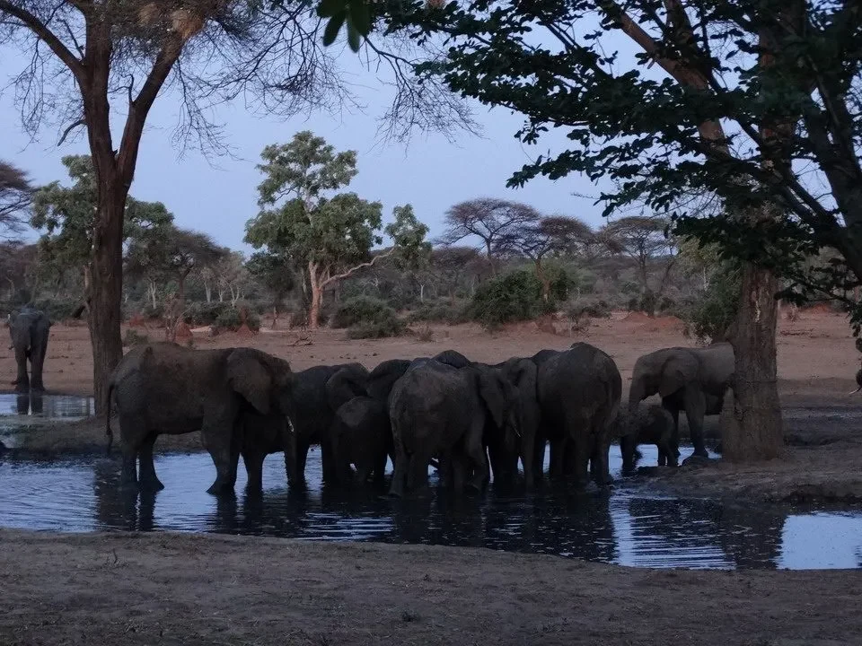 Elefanti in un ruscello in una savana africana.