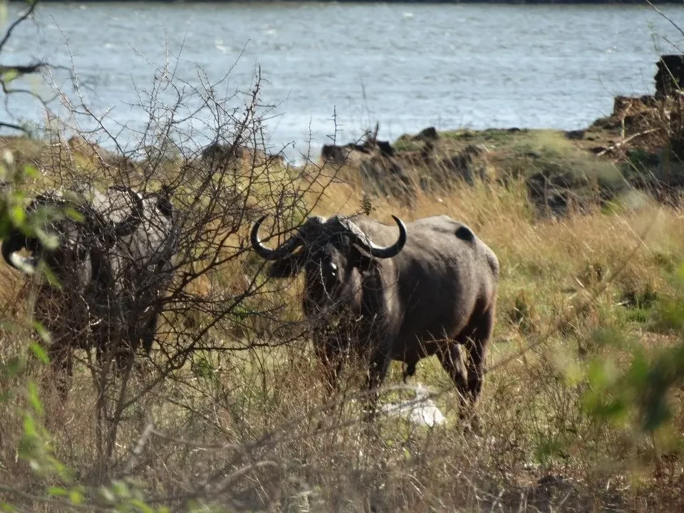 Rinoceronte che cammina nella savana secca.