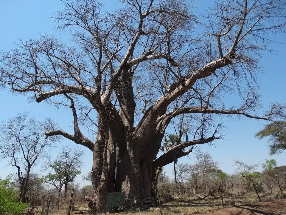 A tree with bare branches dominates the African landscape under a blue sky.