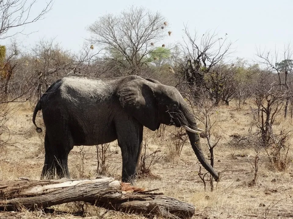 Un elefante africano si erge nel paesaggio secco della savana.