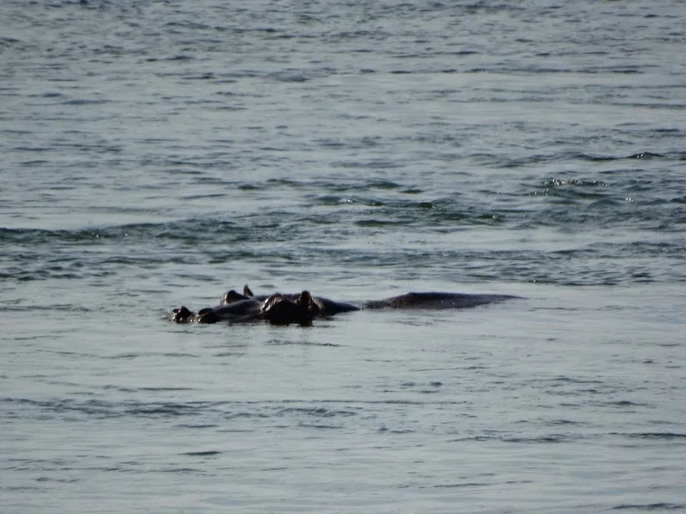 Hippopotami galleggiano nell'acqua in un ambiente africano.