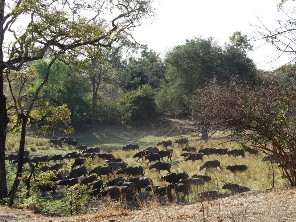 Manada di bufali pascolano in una savana africana.