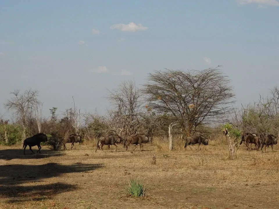 Bisoni attraversano una savana secca con alberi sparsi.