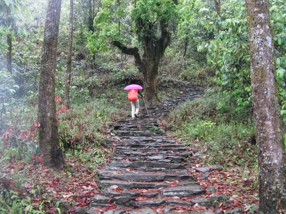 Un sentiero di pietra bagnato attraversa una foresta lussureggiante in Nepal o Tibet.