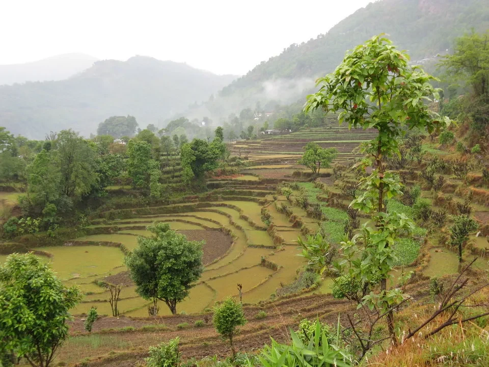 Campi terrazzati verdi si estendono attraverso le colline montuose nebbiose del Nepal e del Tibet. Campi terrazzati verdi si estendono attraverso le colline montuose nebbiose del Nepal e del Tibet.