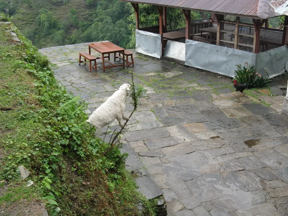 Un cane bianco si trova su una passerella in un paesaggio montano del Nepal o del Tibet.