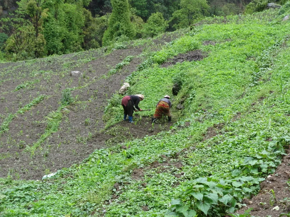 Lavoratori coltivano un pendio verde e collinare nelle montagne. Lavoratori coltivano un pendio verde e collinare nelle montagne.