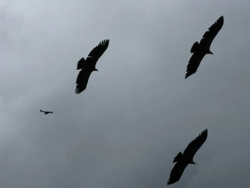 Aquile sono in volo sopra un paesaggio montano nuvoloso del Nepal e del Tibet.