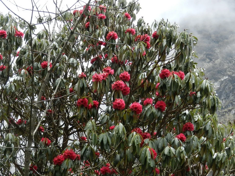 Un albero fiorito con fiori rossi vibranti domina il paesaggio montano.