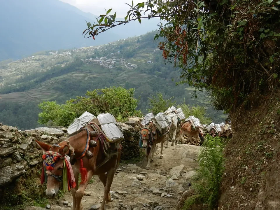 Muli con muli attraversano un sentiero montano in Nepal o Tibet.