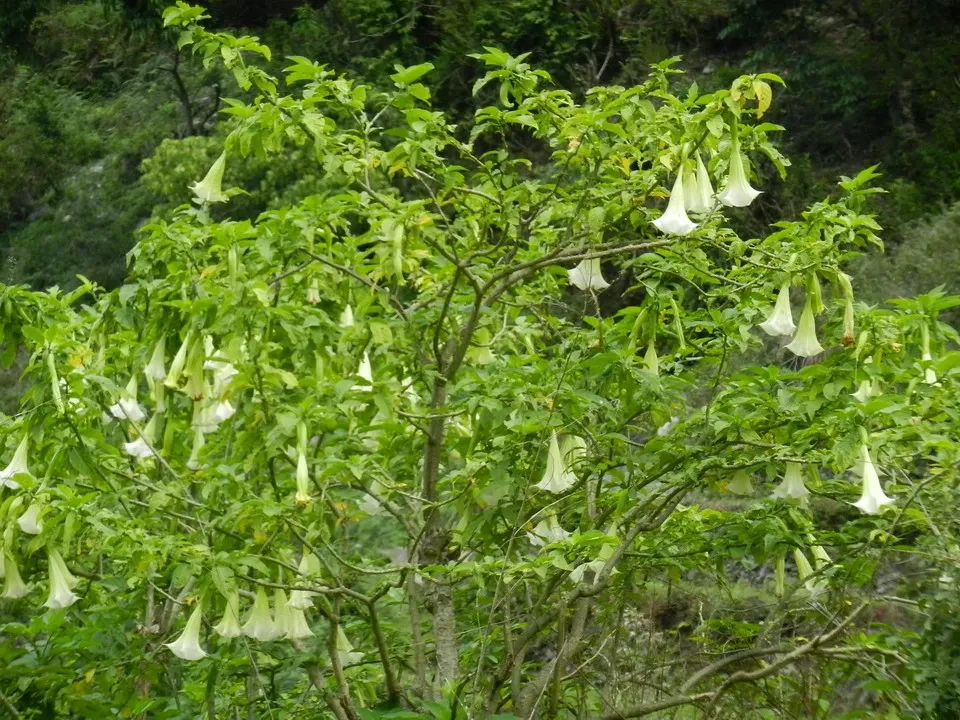 Alberi verdi con fiori pendenti in un paesaggio montano nepalese o tibetano.