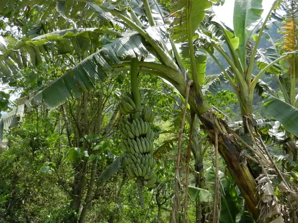 Piante di banano crescono in un ambiente verde e lussureggiante.