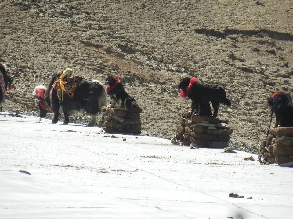 Poveri animali attraversano un paesaggio montano innevato.