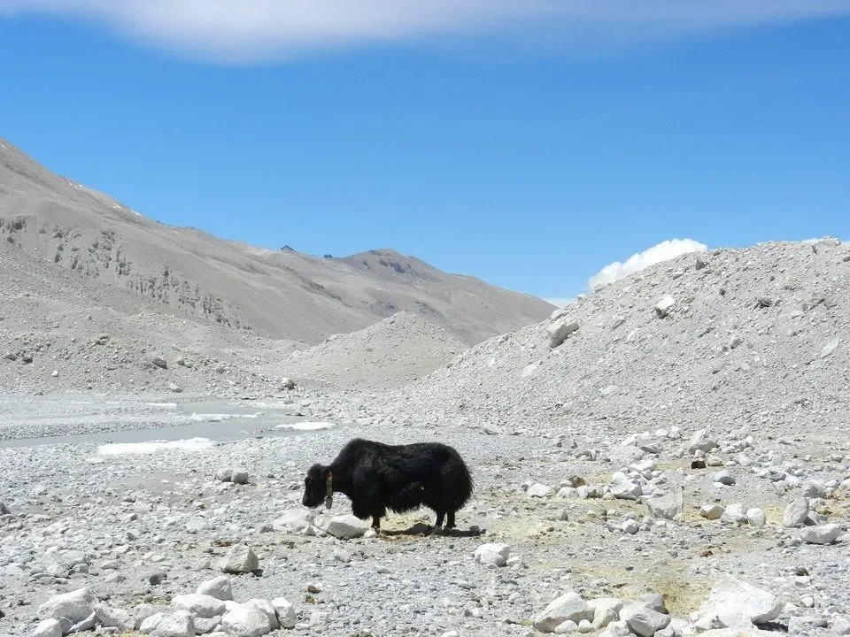 Un animale nero cammina attraverso un paesaggio montano arido e roccioso.