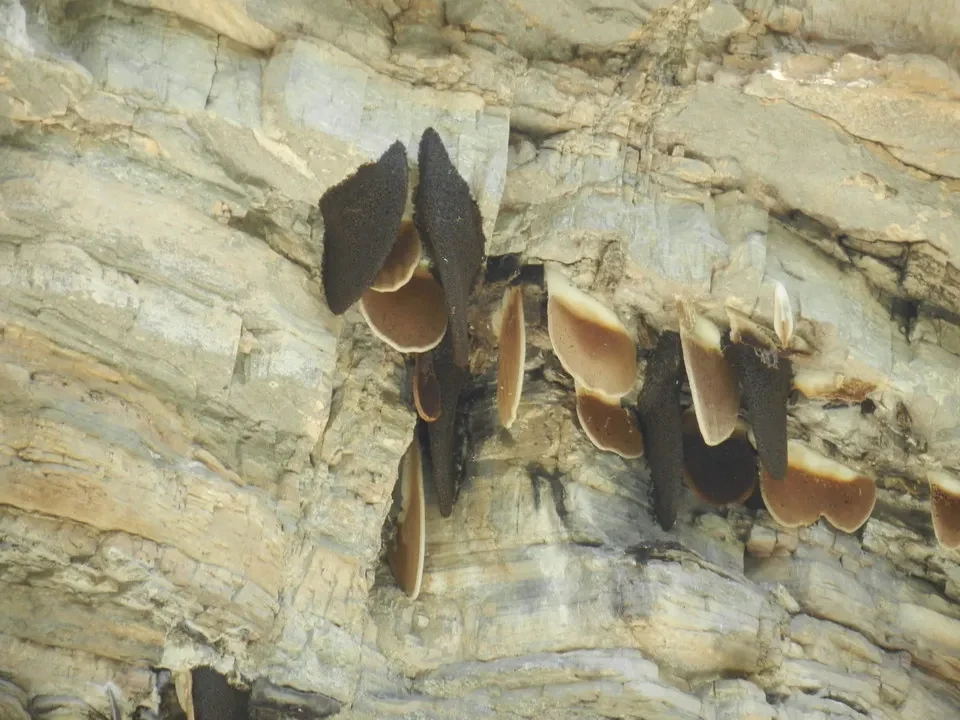 Funghi crescono sulla roccia di montagna in Nepal o Tibet.