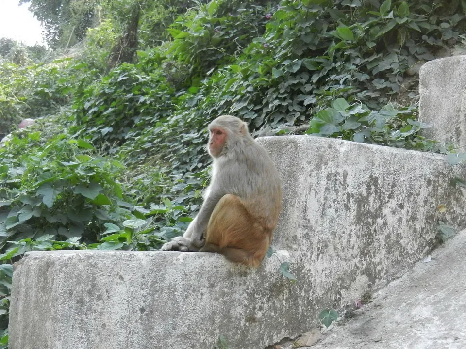 Un macaco siede su una sporgenza di pietra in un ambiente verdeggiante.