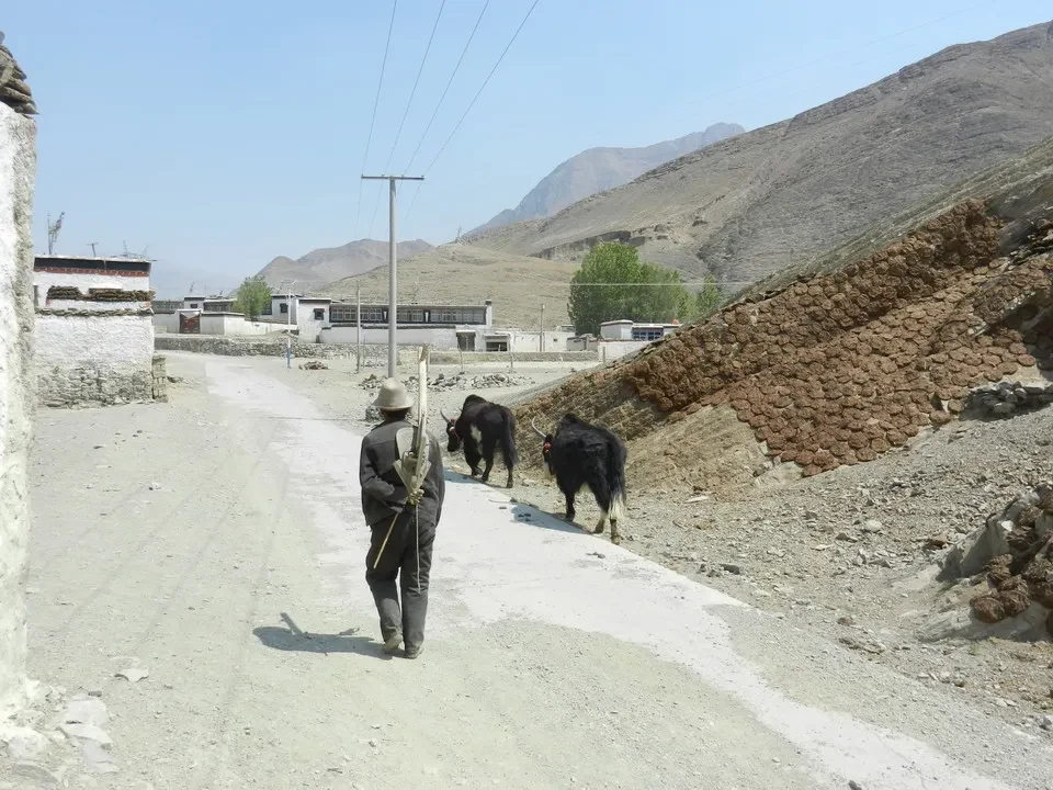 Un uomo guida due cani attraverso un paesaggio montano secco in Tibet.