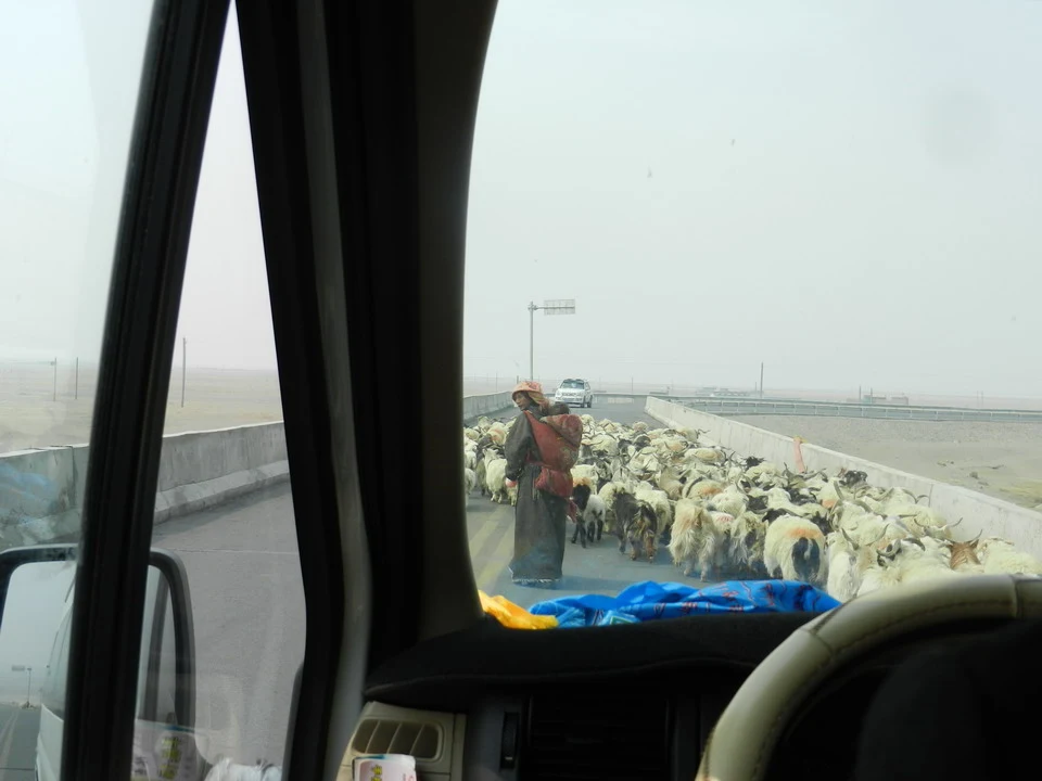 Un uomo cammina attraverso un campo di pecorine in una zona montuosa.