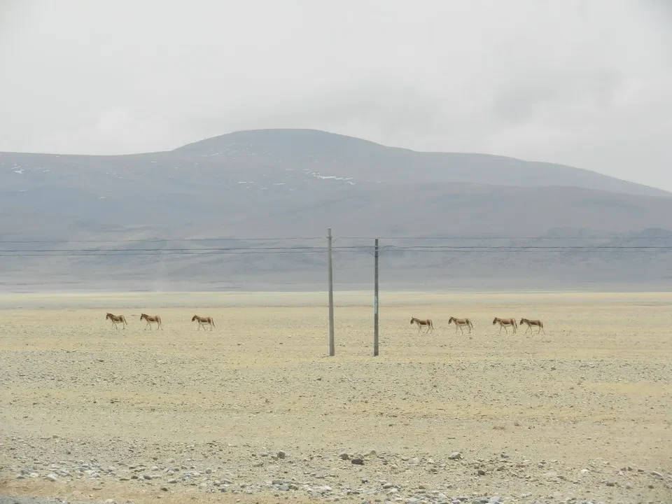 Paestri cavalli attraversano un vasto paesaggio montano in Tibet vicino a Kailash.