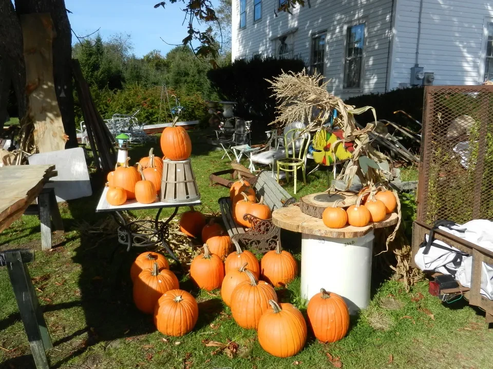 Un gruppo di zucche ortaggi è disposto su un prato davanti a una casa in stile New England.