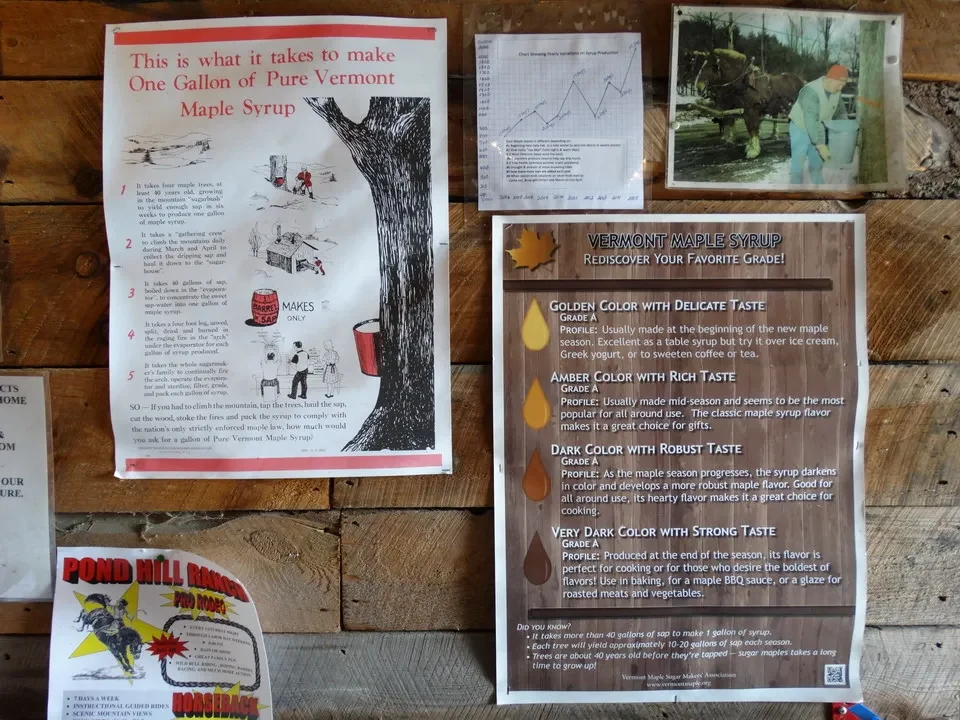 Una gallina in un campo verde mostra informazioni sulla qualità del miele di pino.
