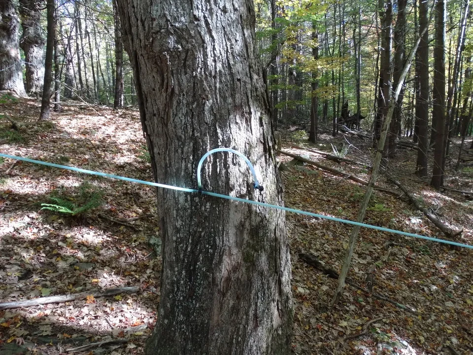 Un albero con una corda tesa avvolge il tronco in una foresta autunnale.