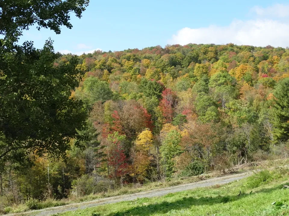 Un paesaggio collinare autunnale coperto da alberi dai colori vivaci.