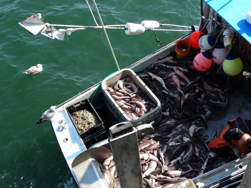 Pesce pescato in una barca lungo la costa della Nuova Inghilterra.