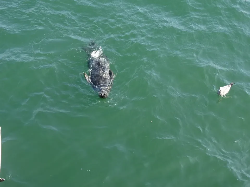 Una foca nuota sull'acqua verde della costa della Nuova Inghilterra.