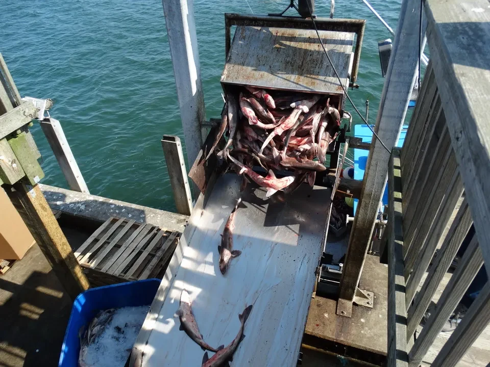 Pesce fresco steso su un ponte di legno in un porto.