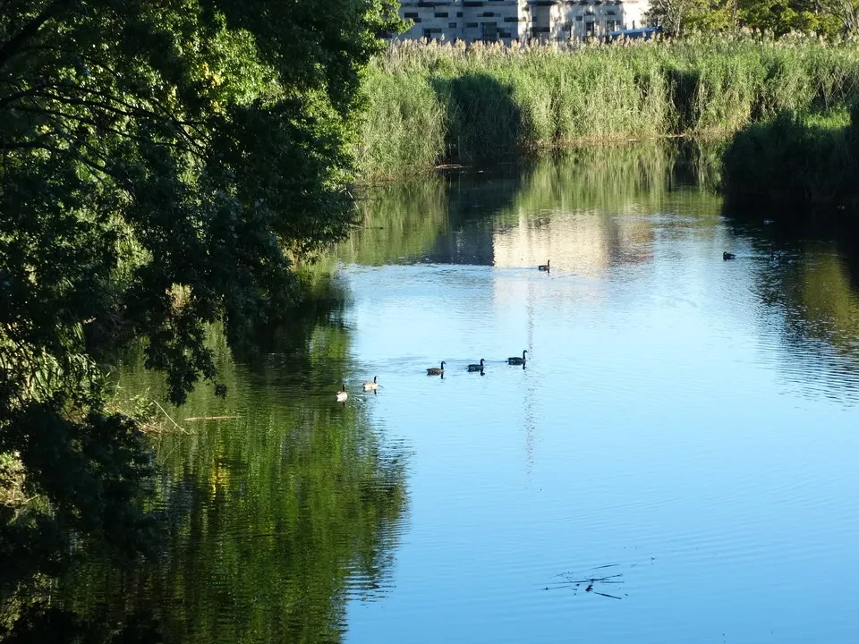 Un sentiero boscoso borda una tranquilla acqua con vegetazione lussureggiante.