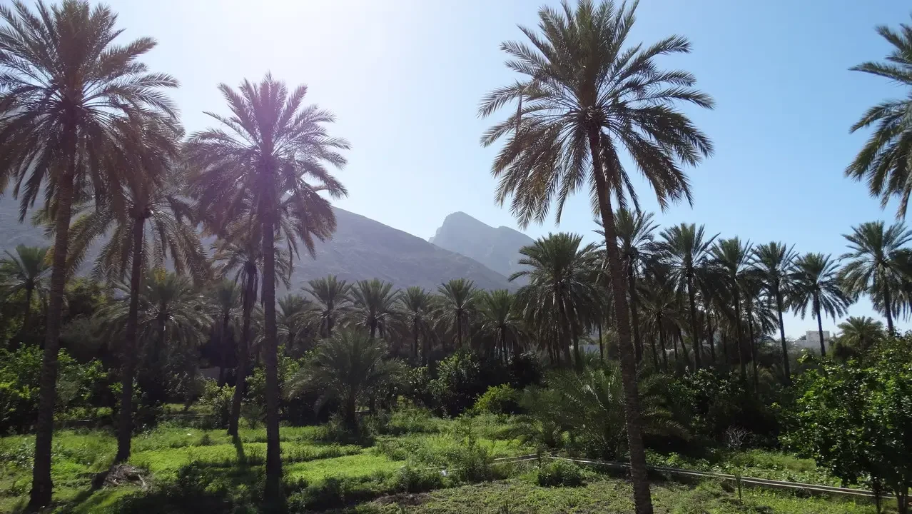 Una vista paesaggistica di palme e colline sotto il sole in Oman o Emirati Arabi Uniti.