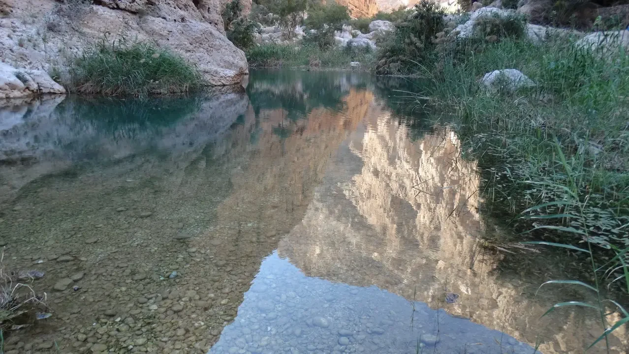 Acqua cristallina e vegetazione lungo le rive di un wadi in Oman o Emirati Arabi Uniti.